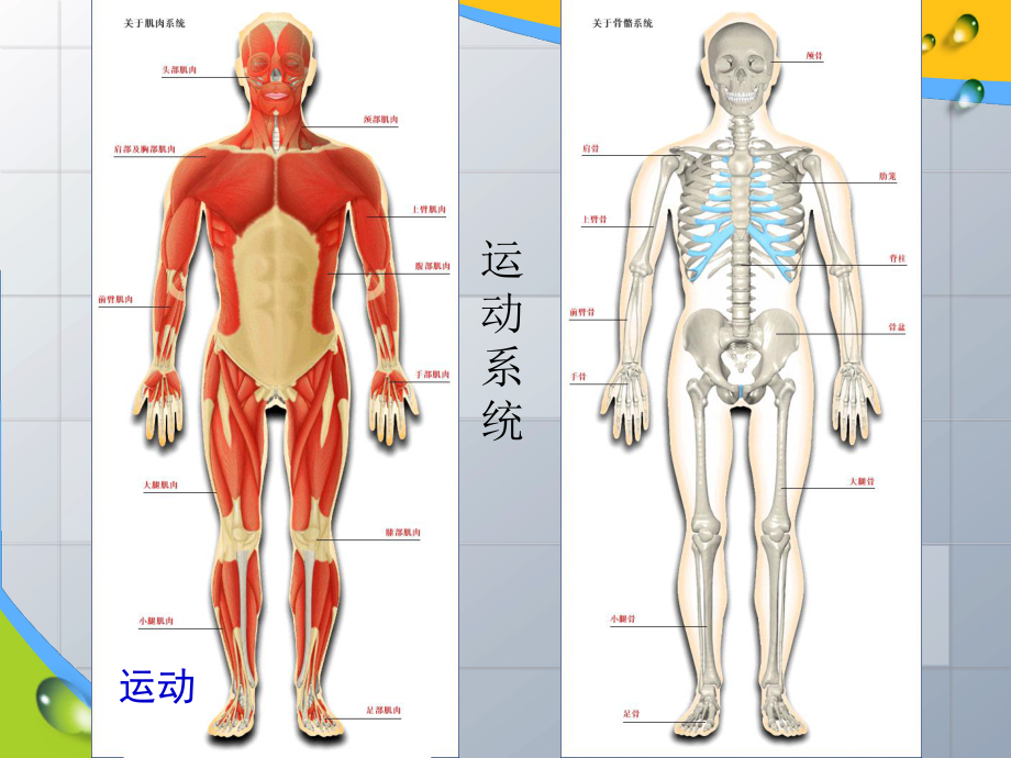 第二节运动的形成第一课时7月22日改精品教育.ppt_第3页