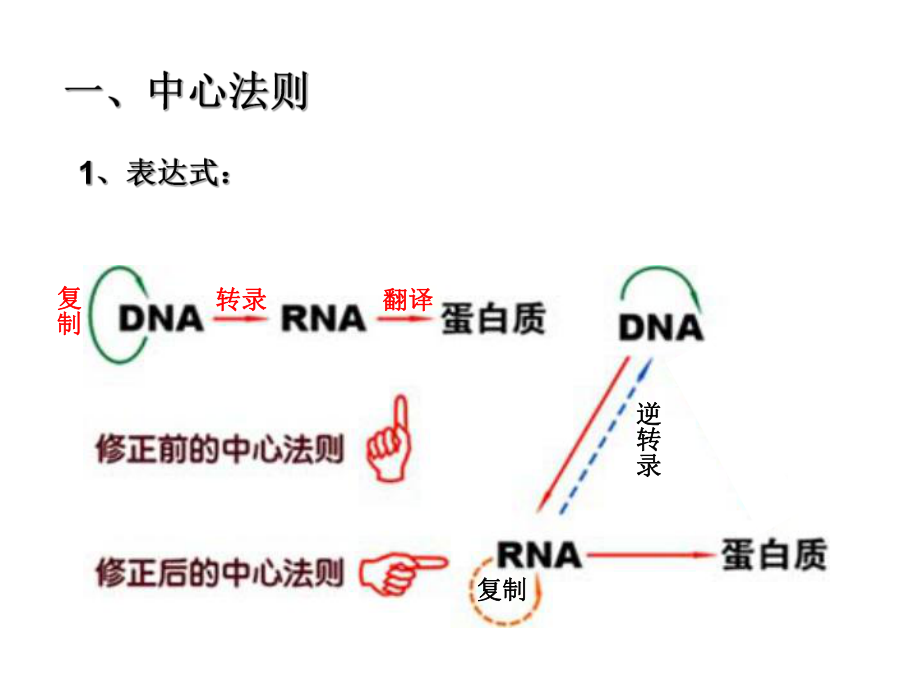 第二节基因对性状的控制精品教育.ppt_第2页