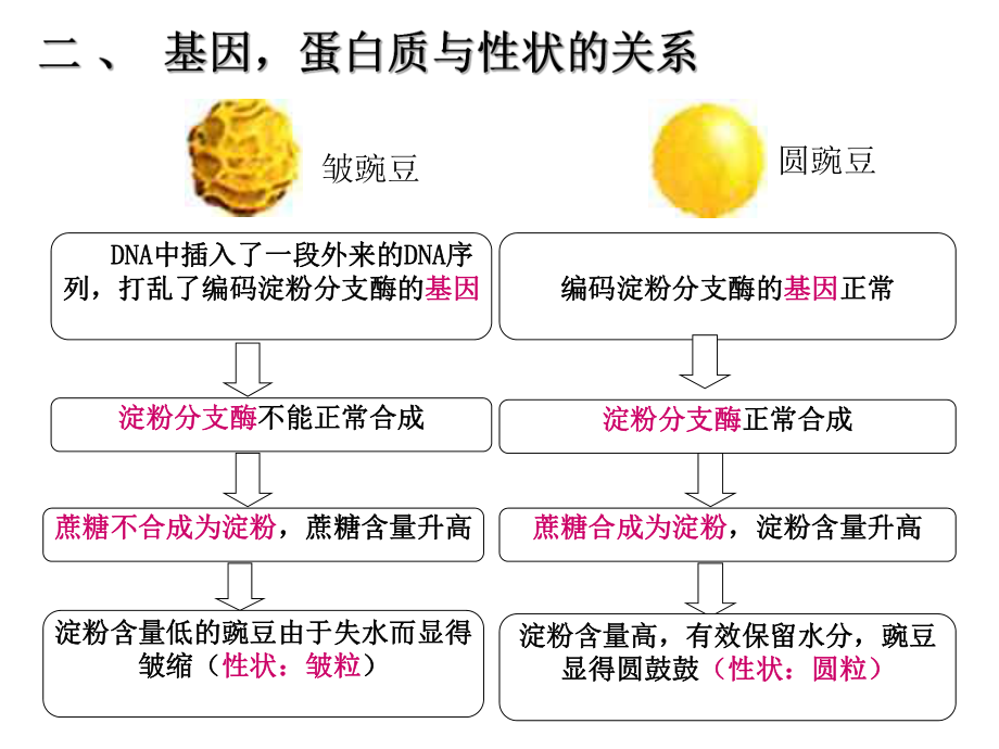 第二节基因对性状的控制精品教育.ppt_第3页