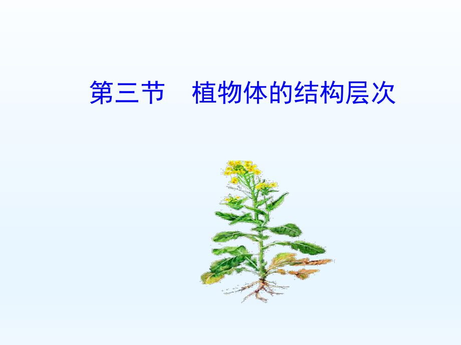 第三节植物体的结构层次精品教育.ppt_第1页