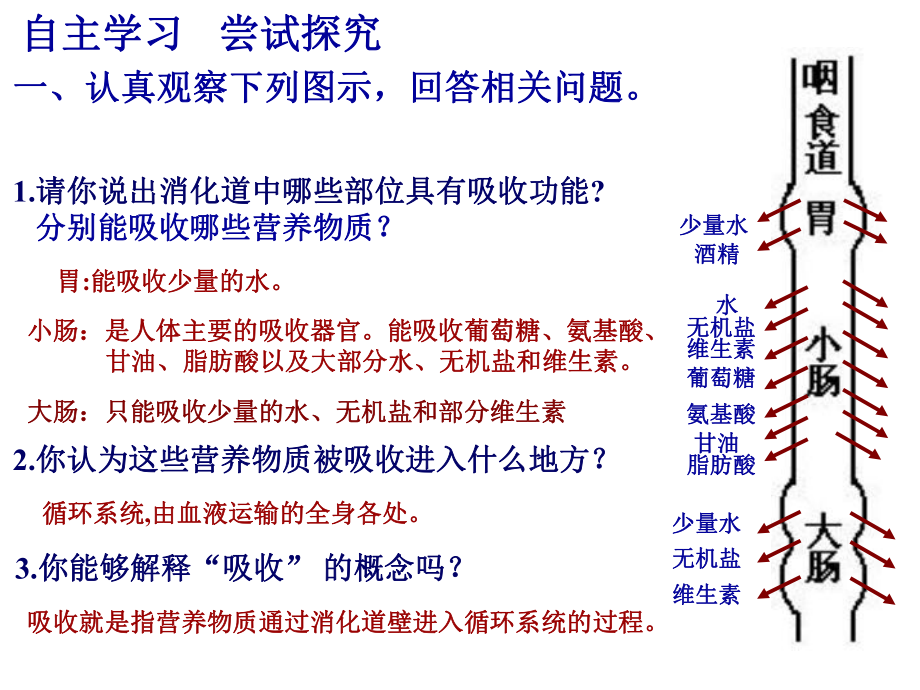 第二节消化和吸收精品教育.ppt_第3页