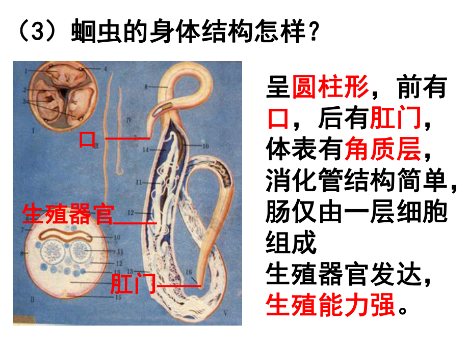 第二节线形动物和环节动物课件精品教育.ppt_第3页