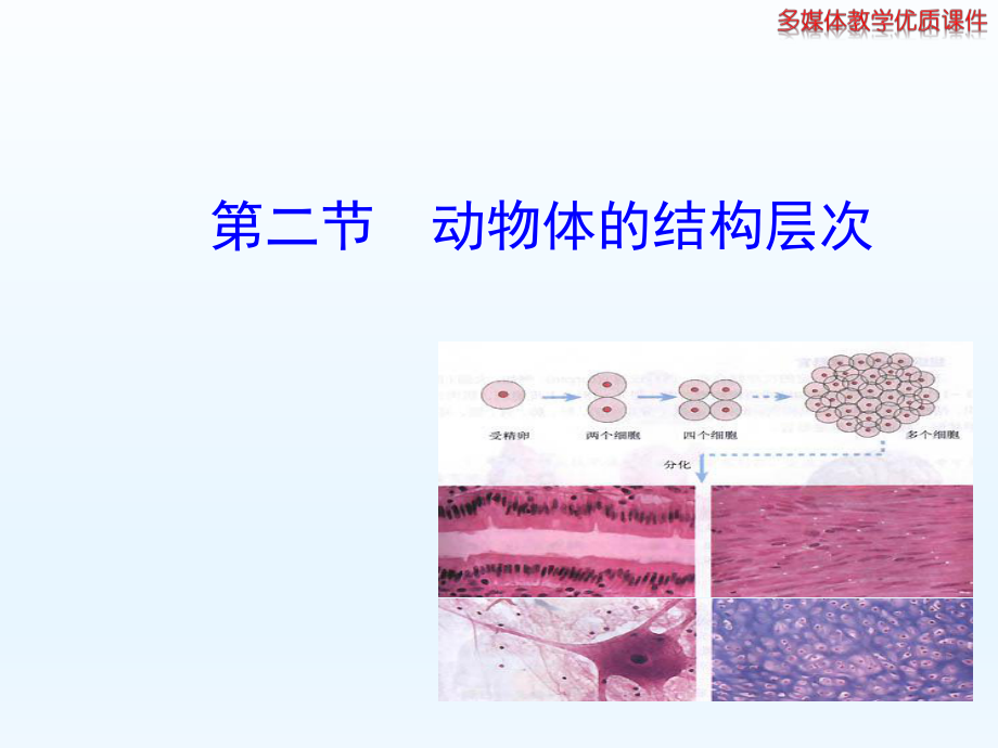 第二节动物体的结构层次精品教育.ppt_第1页