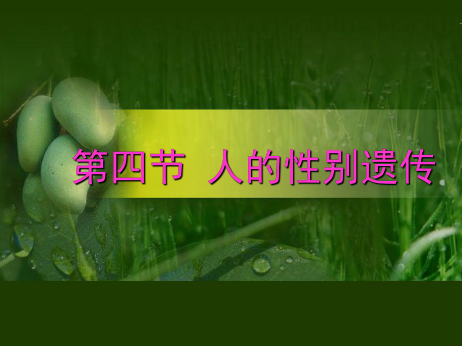 第四节人的性别遗传精品教育.ppt_第1页