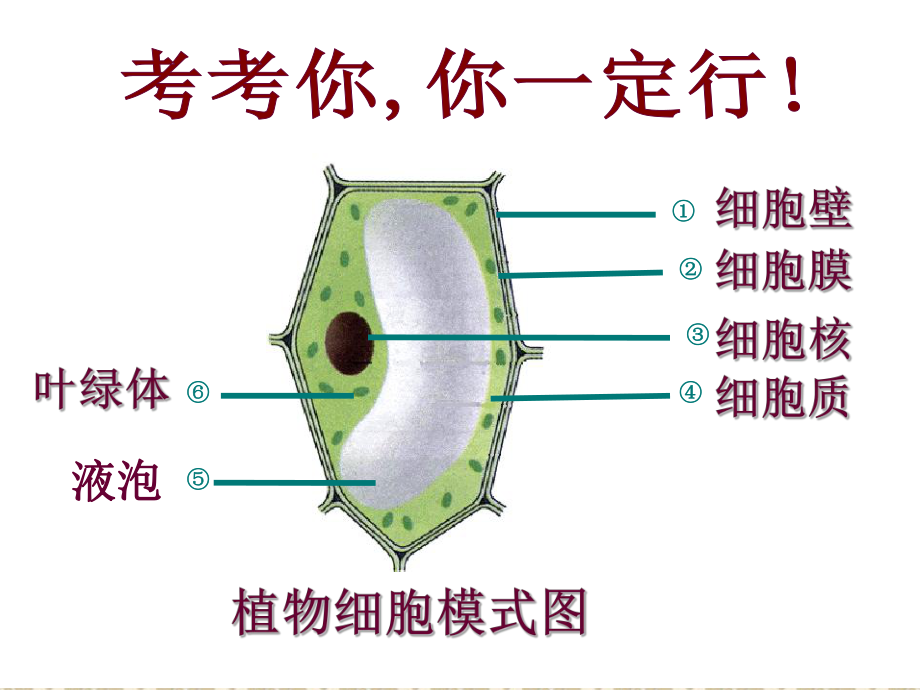 第四节细胞的生活精品教育.ppt_第1页