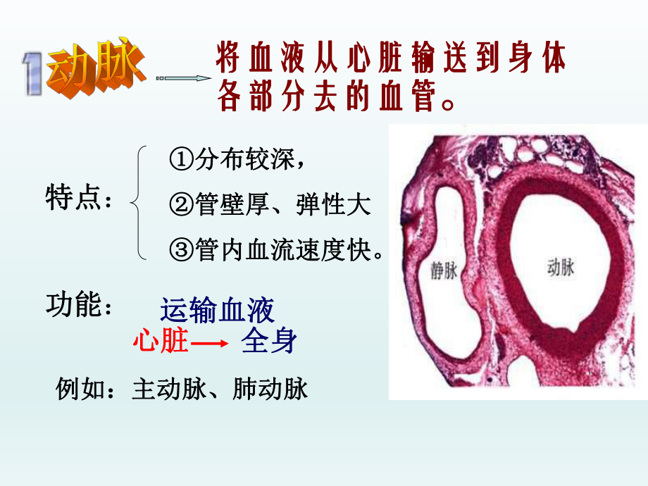 第四章第3节输送血液的泵—心脏3精品教育.ppt_第3页