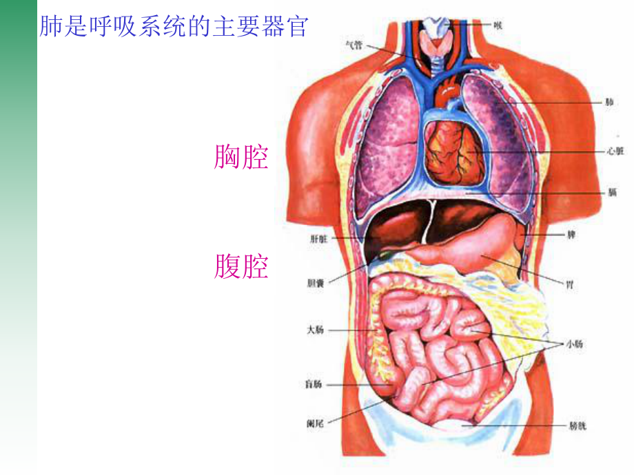 第四单元第三章第二节发生在肺内的气体交换精品教育.ppt_第3页