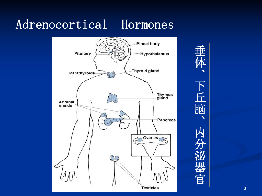 肾上腺皮质激素类药物AdrenocorticalHormones.ppt_第3页