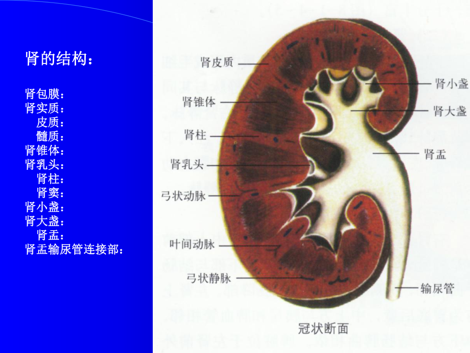 肾脏输尿管超声幻灯.ppt_第3页