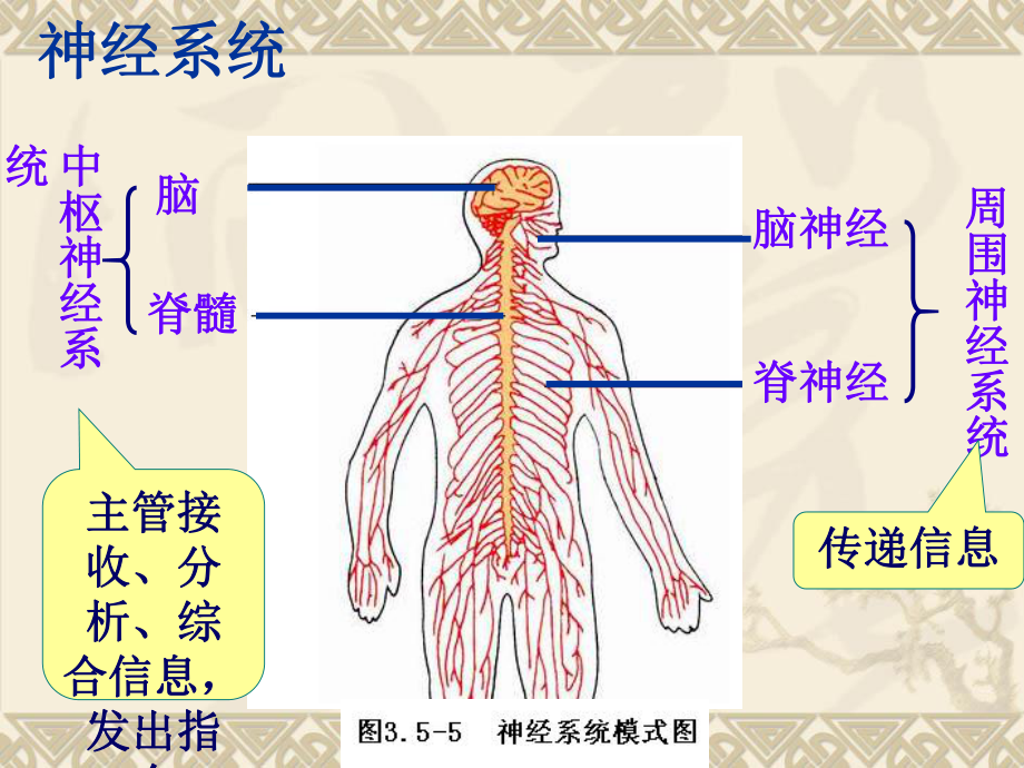 神经调节的结构基础新.ppt_第3页