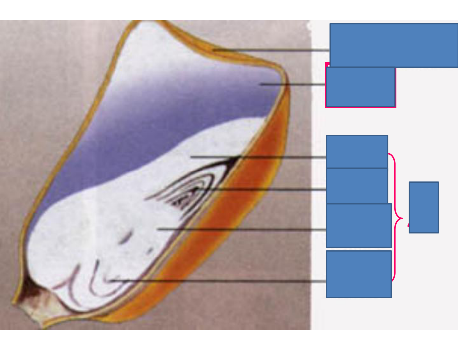 课件第一节种子的萌发精品教育.ppt_第2页