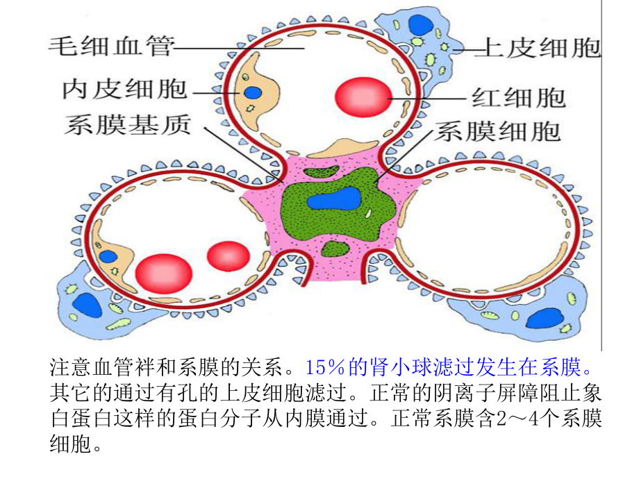 肾炎病理新.ppt_第3页