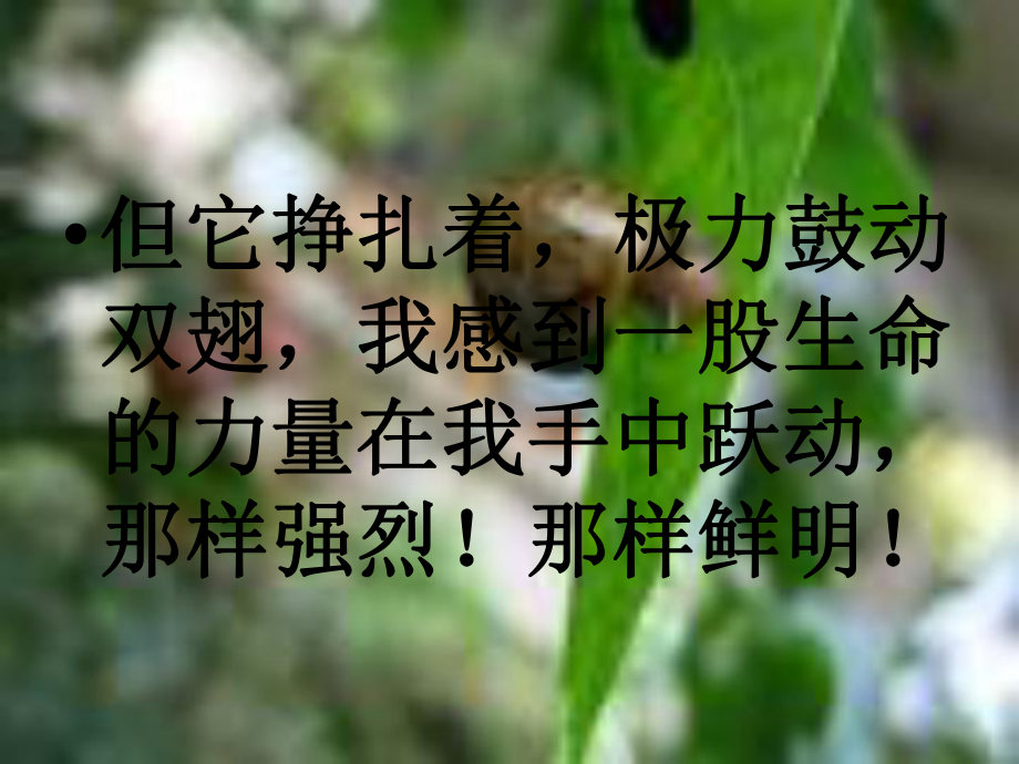 课件生命生命精品教育.ppt_第3页