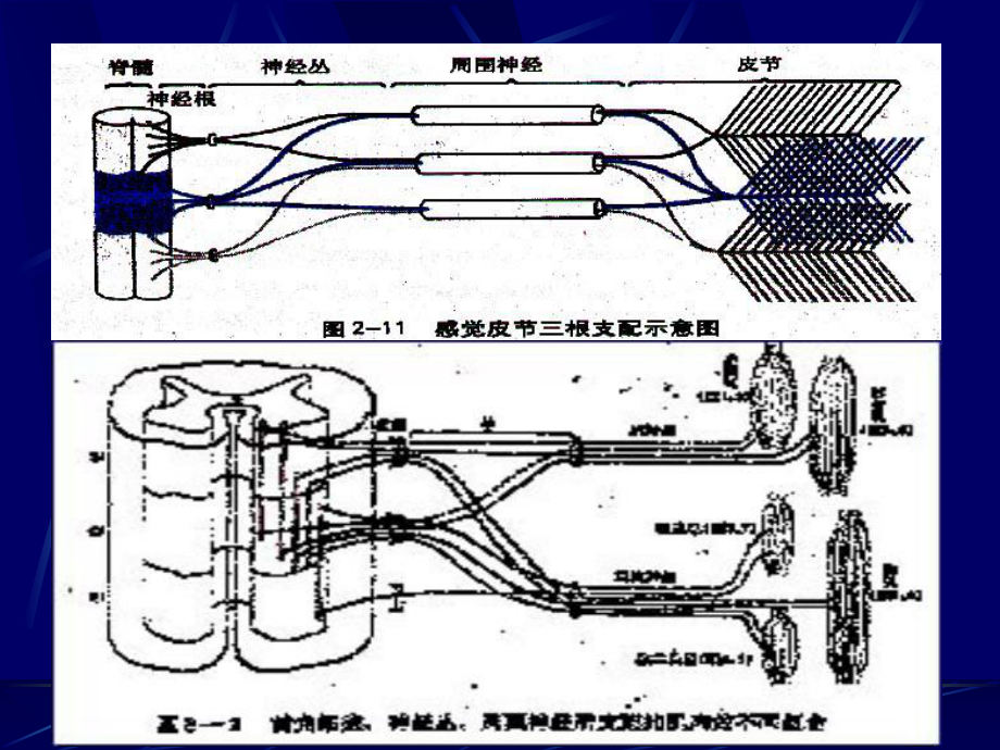 神经系统损害的定位诊断.ppt_第1页