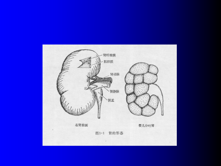 肾解剖生理本.ppt_第3页