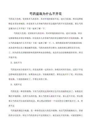 芍药盆栽为什么不开花.docx