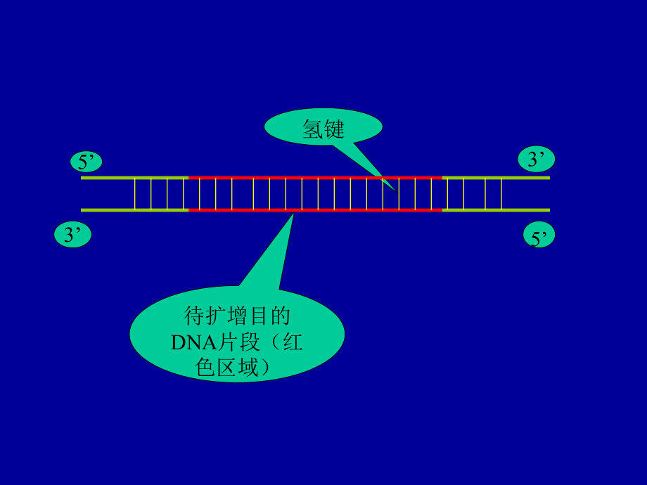 PCR基本原理示意图.ppt_第2页