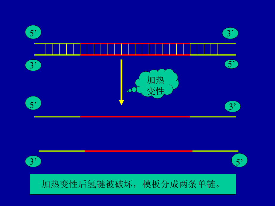 PCR基本原理示意图.ppt_第3页