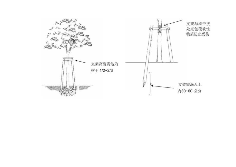 树木支架设置作业要点.docx_第3页