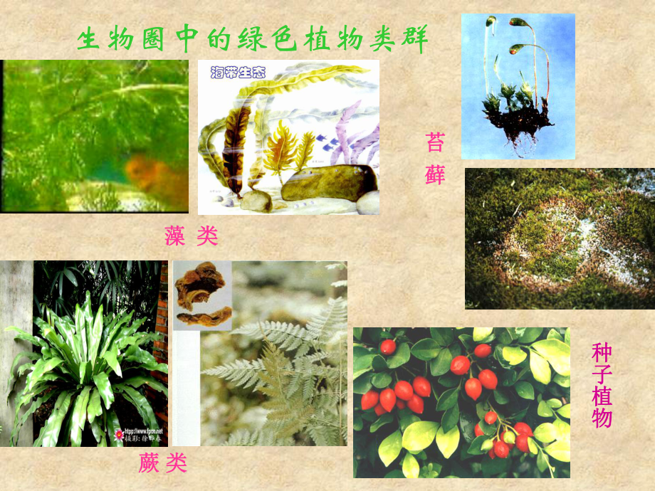 第一节藻类苔藓和蕨类植物课件 精品教育.ppt_第2页