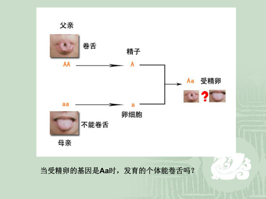 第三节基因的显性和隐性精品教育.ppt_第2页