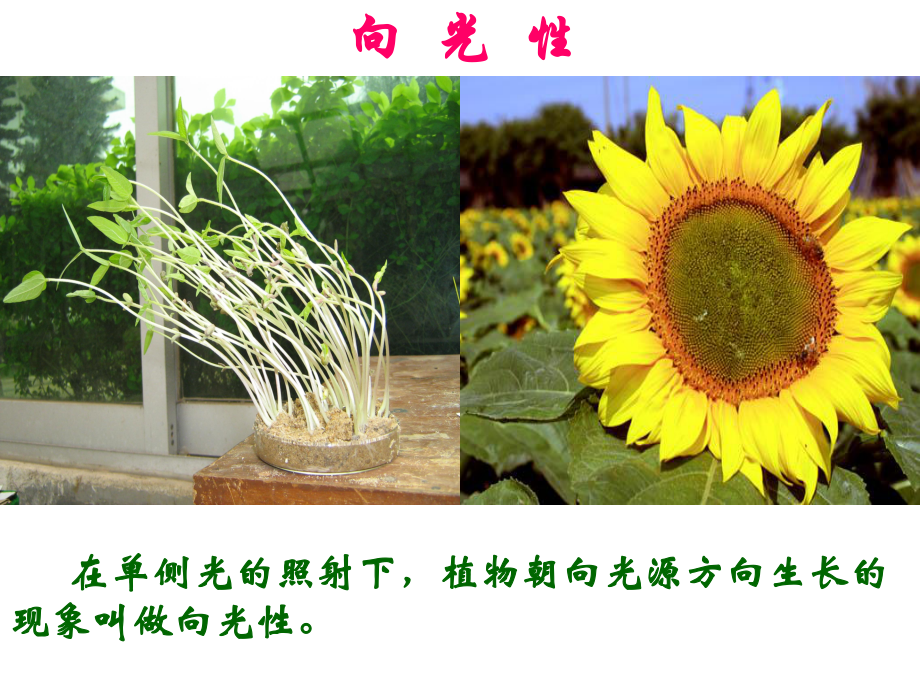 第三章第一节植物生长素的发现精品教育.ppt_第3页