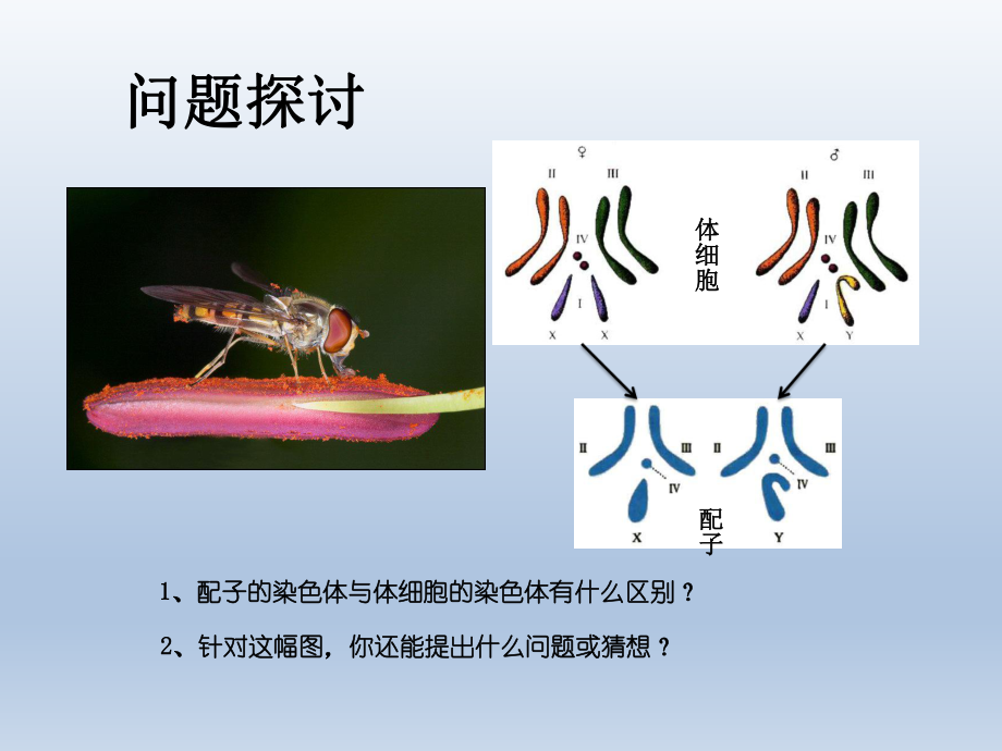 第一节一减数分裂精品教育.ppt_第3页