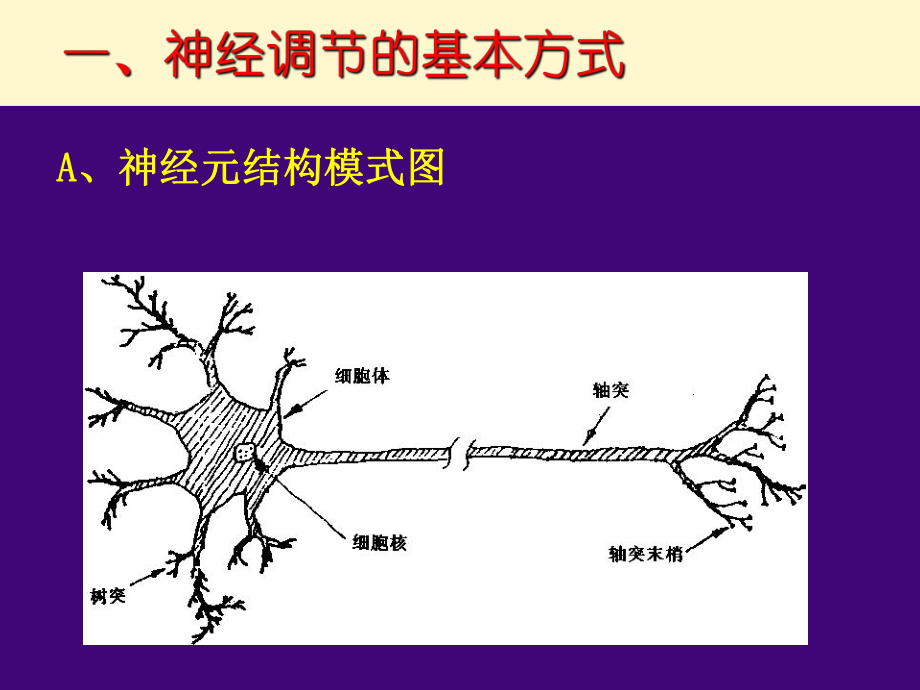 第一节通过神经系统的调节精品教育.ppt_第3页