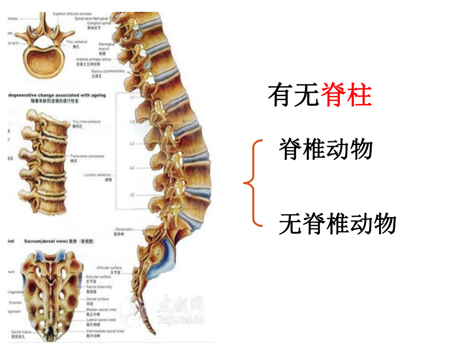 第一章动物的主要类群复习39PPT精品教育.ppt_第1页