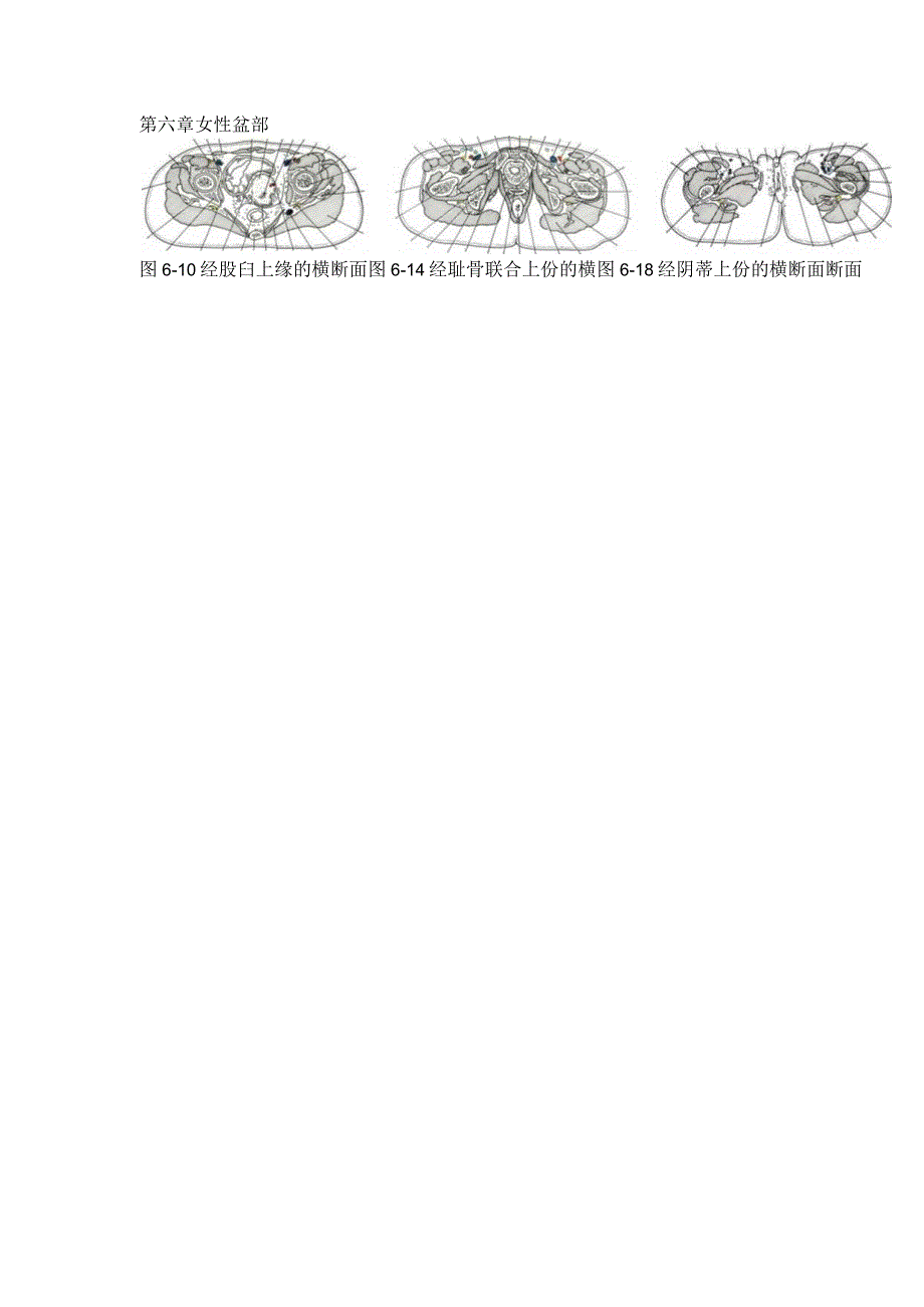 第六章女性盆部.docx_第1页