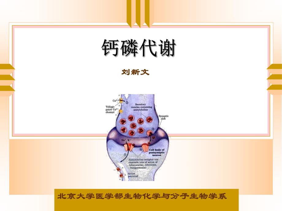 钙磷代谢紊乱的分子学基础.ppt_第1页