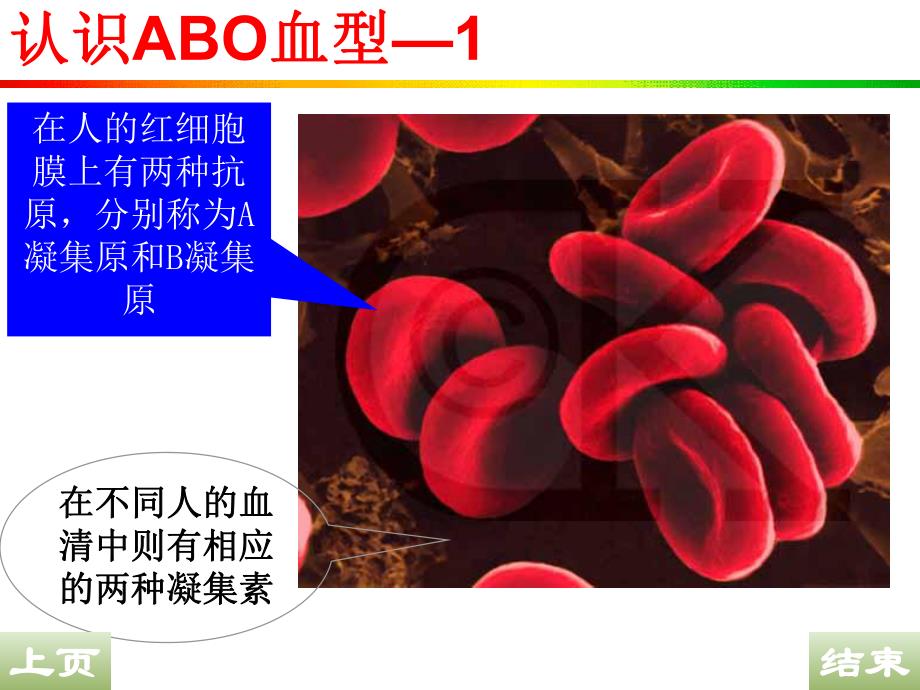 遗传的基本规律之五血型与复等位基因投影版.ppt_第3页