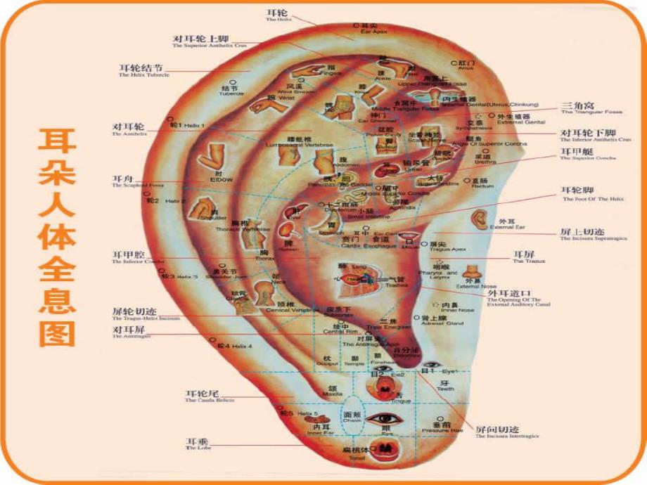 针灸人体穴位图大全.ppt_第1页