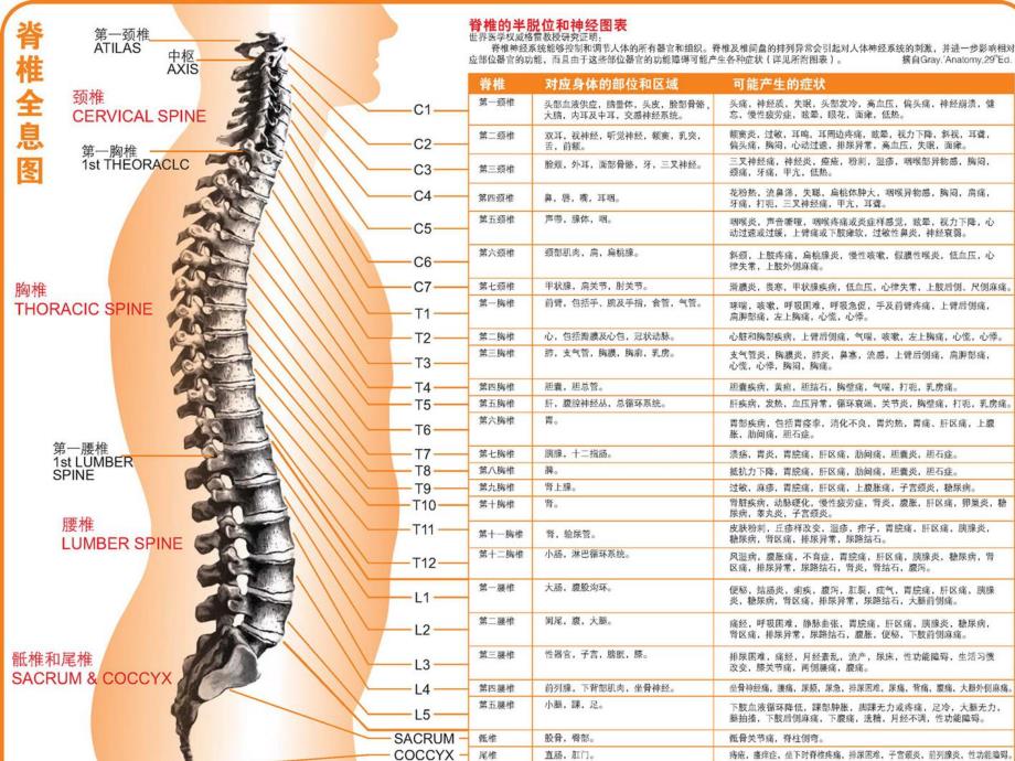 针灸人体穴位图大全.ppt_第3页