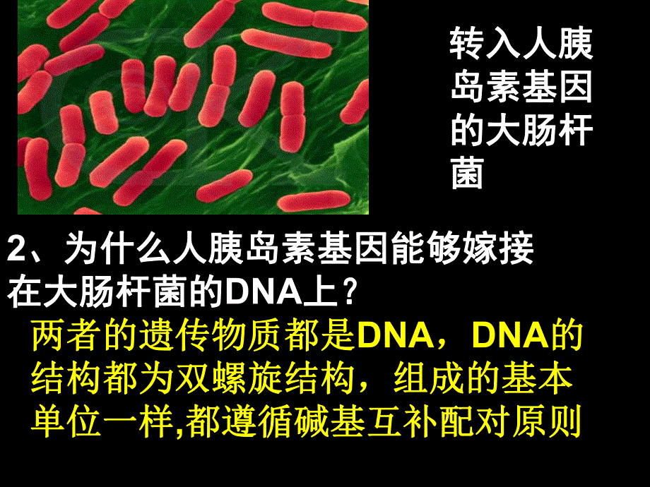 选修3专题111DNA重组技术的基本工具.ppt_第2页