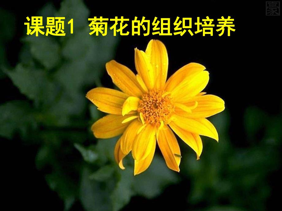 选修1菊花的组织培养.ppt_第2页