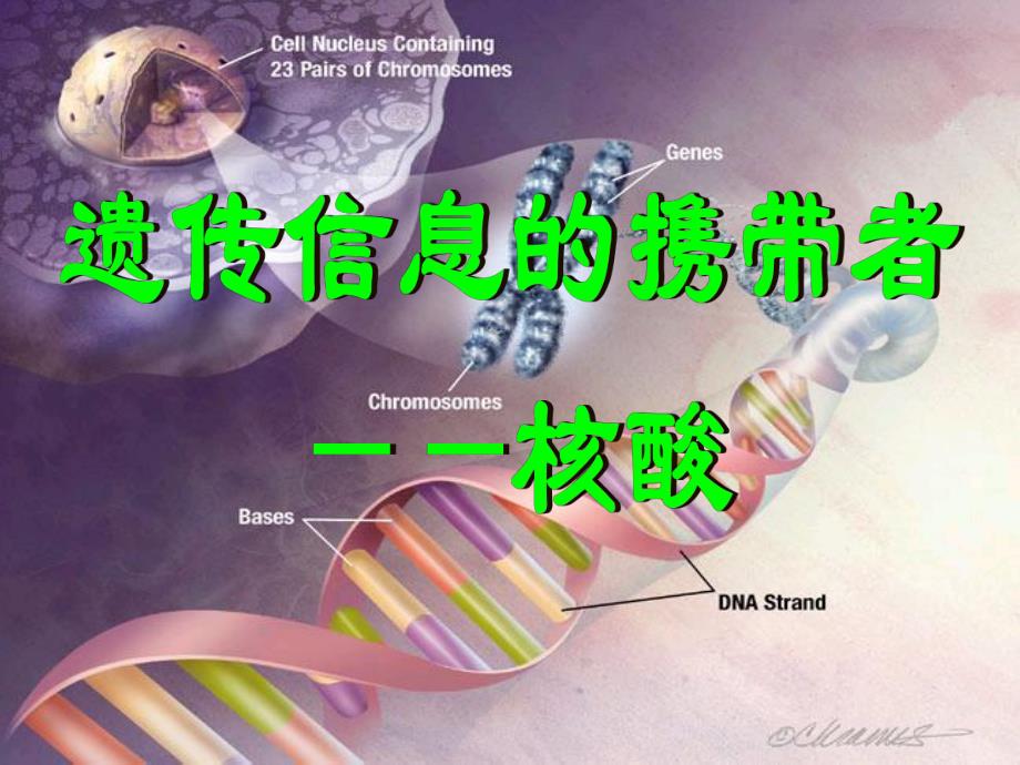 遗传物质的携带者核酸.ppt_第1页