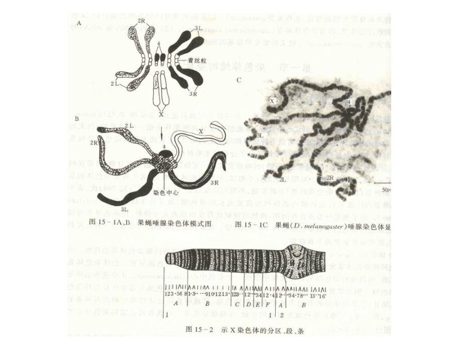 遗传学第十章染色体畸变的遗传分析.ppt_第2页