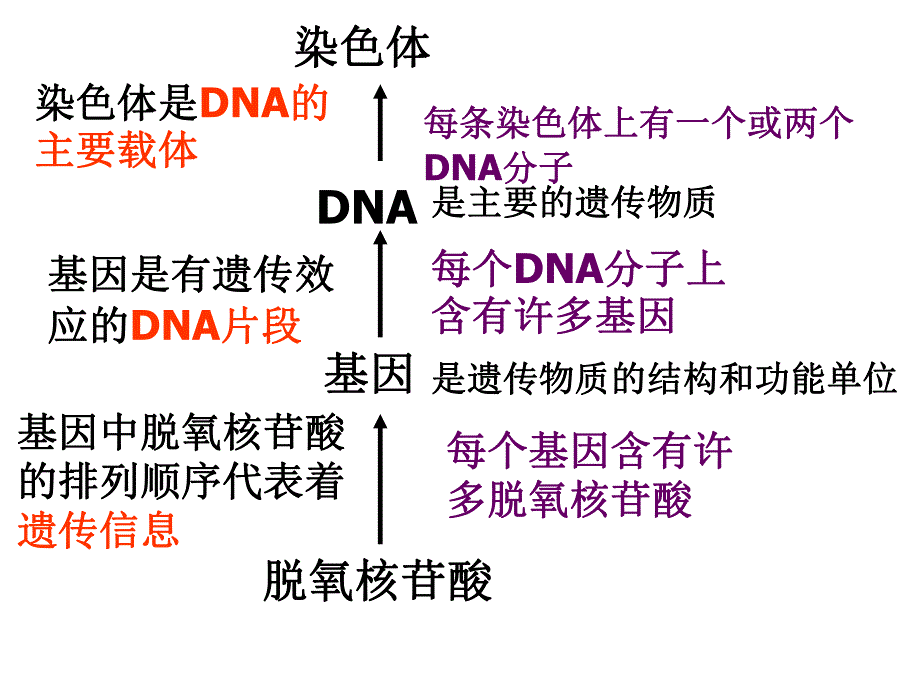 选修班复习1探索遗传物质.ppt_第1页