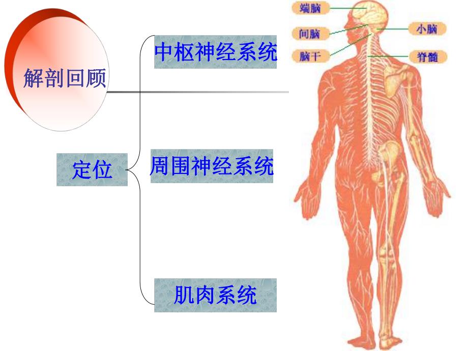 颅神经赵建华本科教学.ppt_第2页