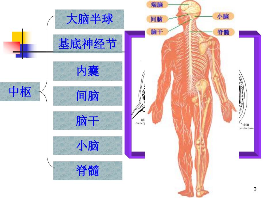 颅神经赵建华本科教学.ppt_第3页