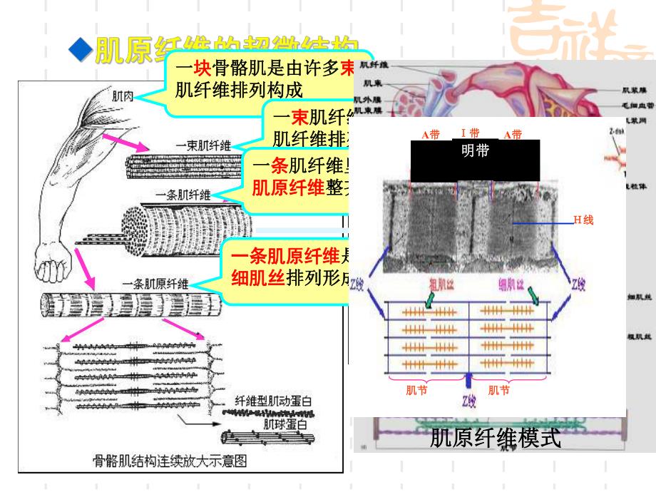 骨骼肌收缩的功能.ppt_第3页