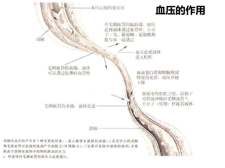 高血压和饮食.ppt_第3页