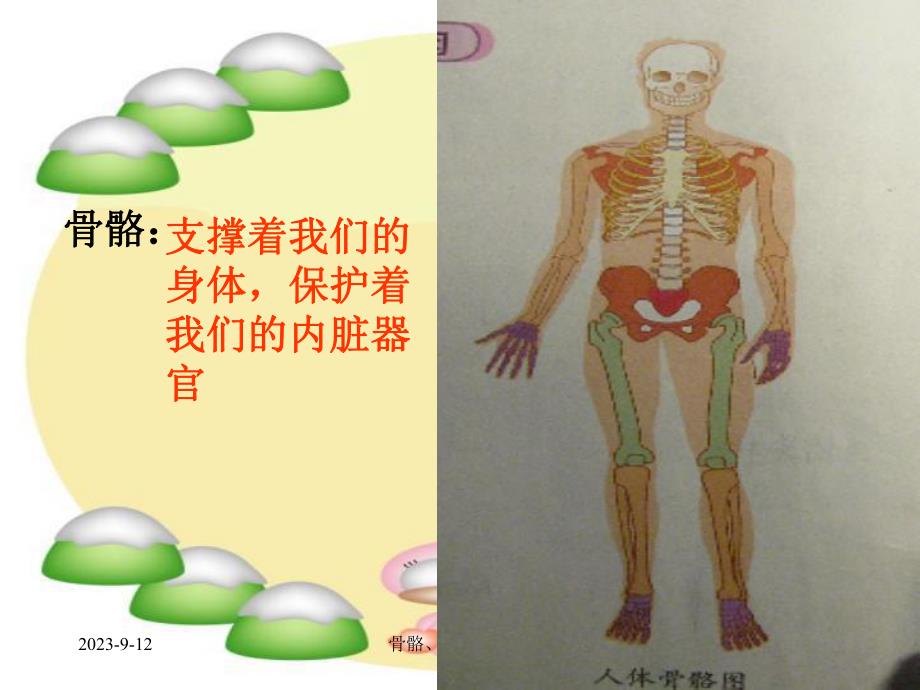 骨骼关节和肌肉课件.ppt_第2页