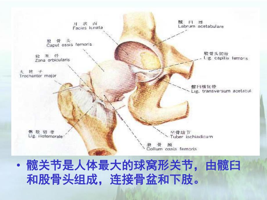 髋关节手术入路解剖学.ppt_第3页