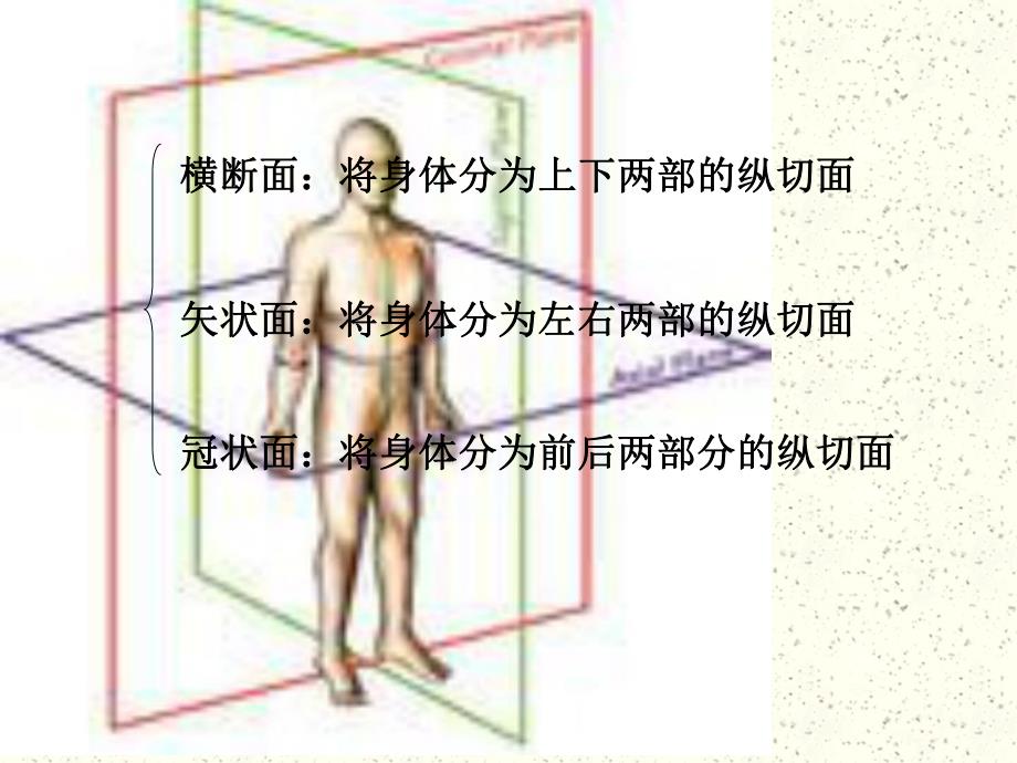 颅脑断面解剖.ppt_第2页