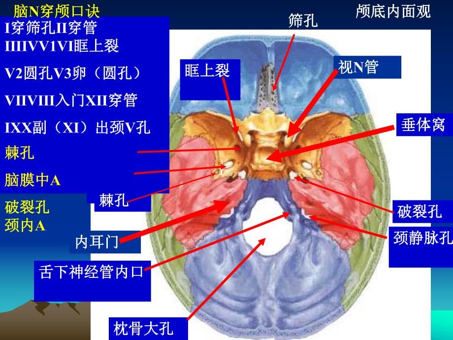 颅底中英文孔口诀.ppt_第1页