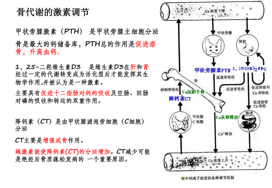 骨标志物临床应用.ppt_第2页