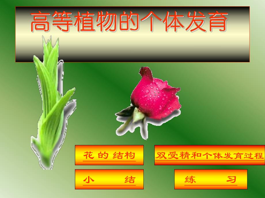 花的结构双受精.ppt_第2页