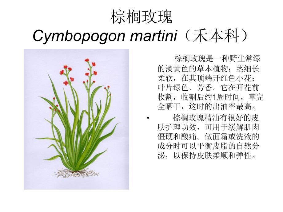 芳香植物资源6.ppt_第1页